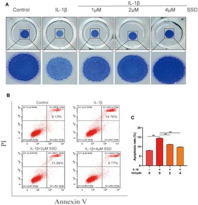 Saikosaponin D Inhibited IL-1β Induced ATDC 5 Chondrocytes Apoptosis In Vitro and Delayed Articular Cartilage Degeneration in OA Model Mice In Vivo